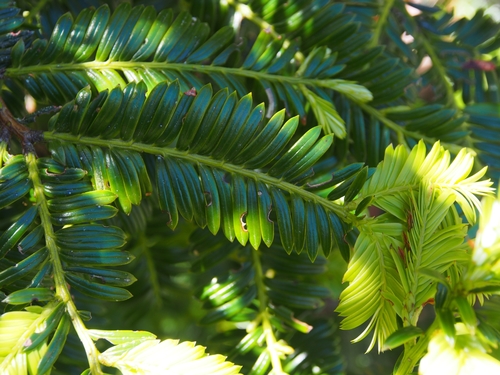 Pectinopitys standleyi (Pectinopitys standleyi)