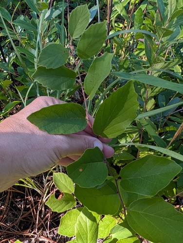 Fothergilla gardenii observed 2026-09-26
