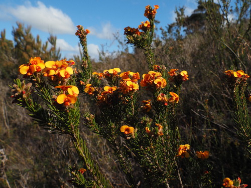 Dillwynia sericea, photograph 1