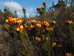 author not stated, no rights reserved Dillwynia sericea, photograph author not stated, no rights reserved