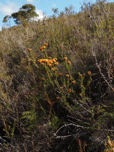 Dillwynia sericea, photograph 2
