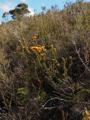 author not stated, no rights reserved Dillwynia sericea, photograph author not stated, no rights reserved