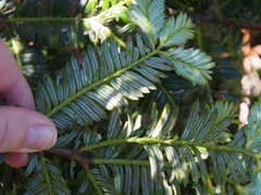 Prumnopitys standleyi