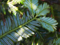 Prumnopitys standleyi