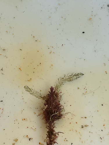 Bryopsis plumosa observed 2026-09-26