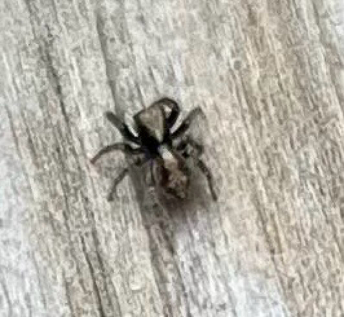 House Jumping Spider