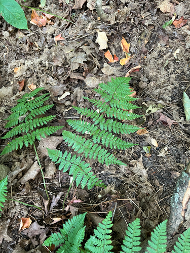 Dryopteris intermedia, photograph 2