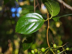 Viburnum venustum