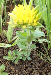 Leobordea corymbosa