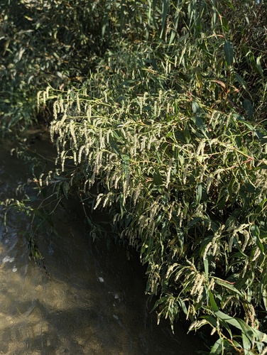 Persicaria lapathifolia, photograph 4