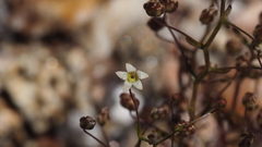 Nemacladus pinnatifidus