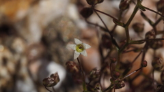 Nemacladus pinnatifidus