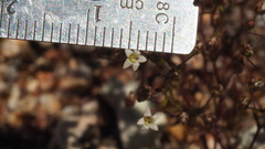 Nemacladus pinnatifidus