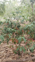 Ardisia compressa