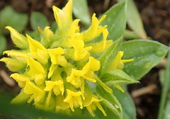 Leobordea corymbosa