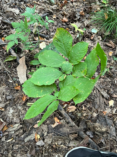 Aralia nudicaulis, photograph 1