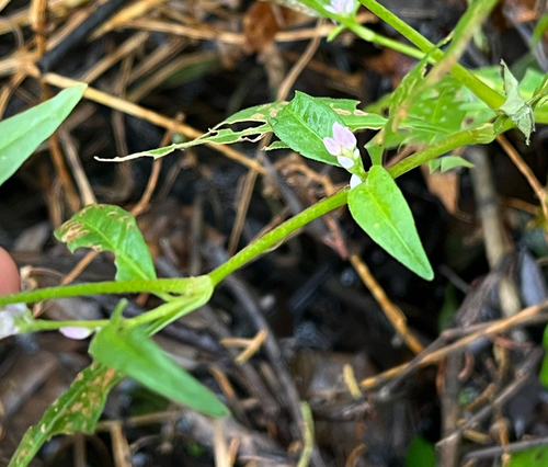 Persicaria pensylvanica, photograph 6