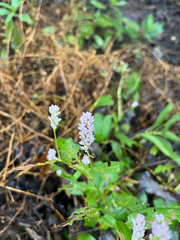 Persicaria pensylvanica, photograph (c) Helen J, some rights reserved (CC BY)
