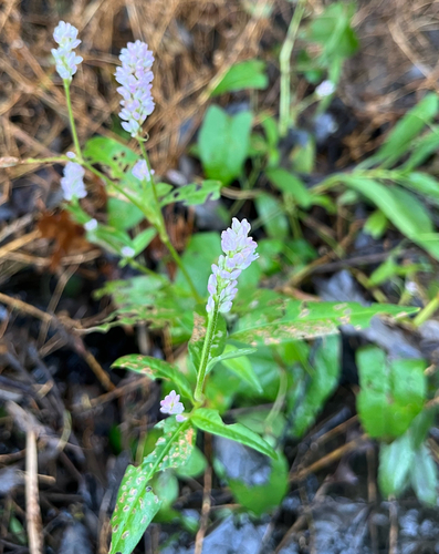 Persicaria pensylvanica, photograph 4