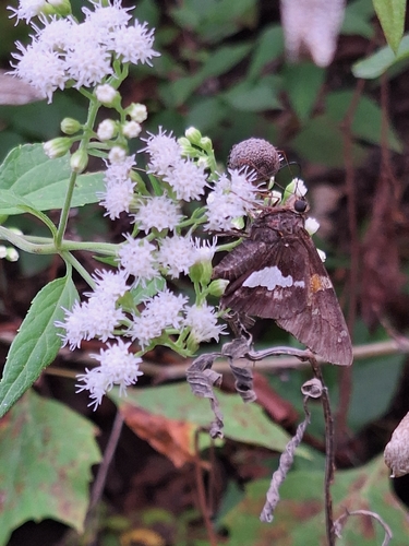 Silver-spotted Skipper