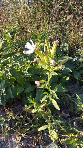 common soapwort