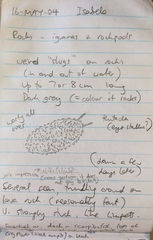 Onchidella steindachneri