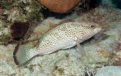 Epinephelus guttatus
