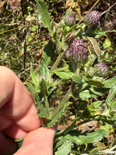 Cirsium arvense, photograph 6