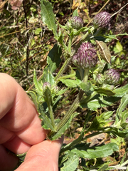 Cirsium arvense, photograph (c) Whitney Brook Matson, some rights reserved (CC BY)