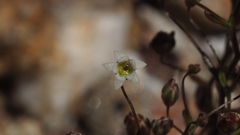 Nemacladus pinnatifidus