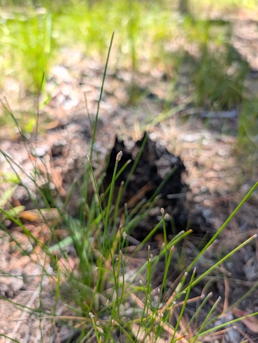 Eleocharis melanocarpa, 2026-09-26