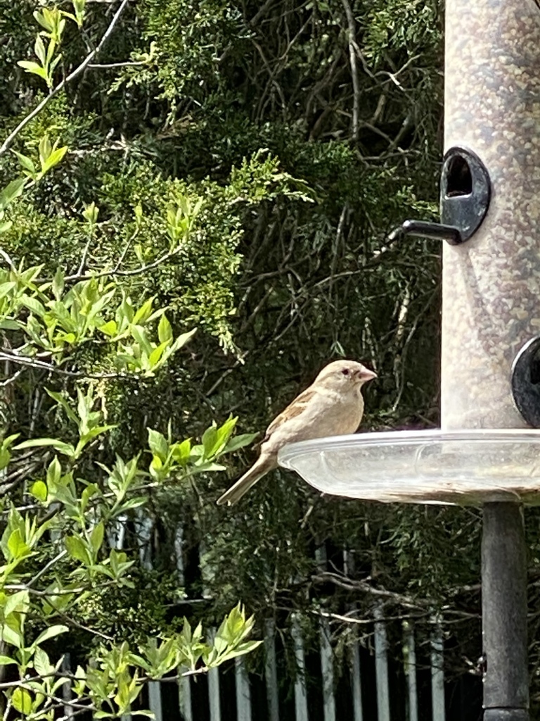 House Sparrow from Coventry Ln, Fairfield, CT, US on May 19, 2020 at 11