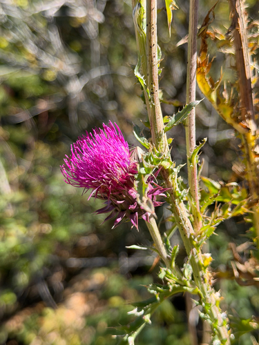 musk thistle