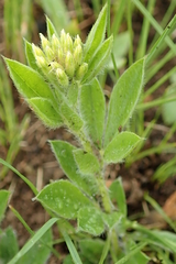 Leobordea corymbosa