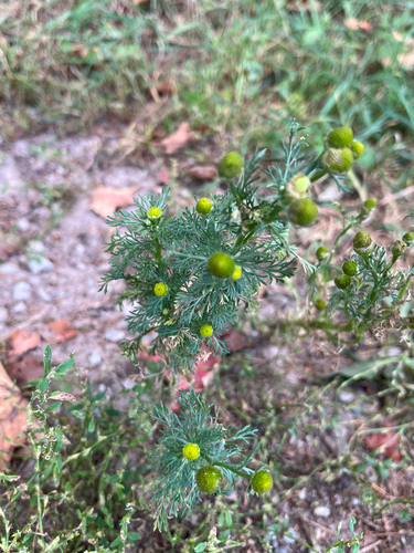 Matricaria discoidea, photograph 1