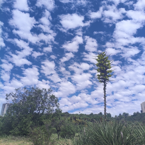 Puya chilensis
