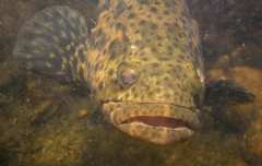 Epinephelus itajara