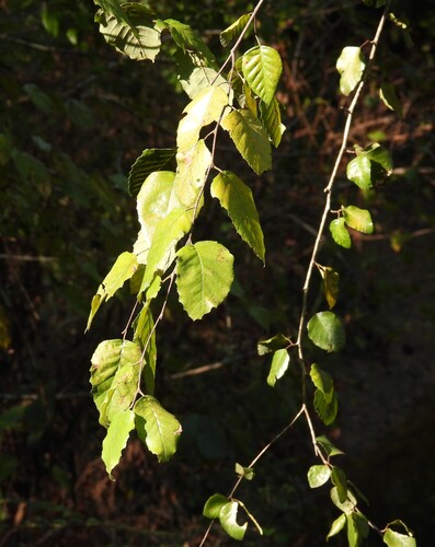 river birch