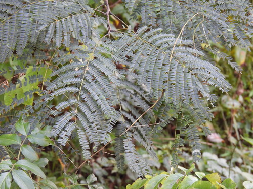 Persian silk tree