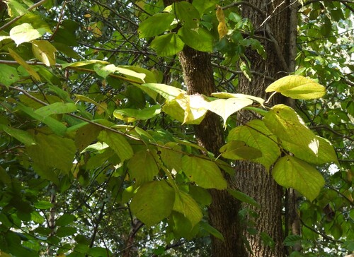 red mulberry