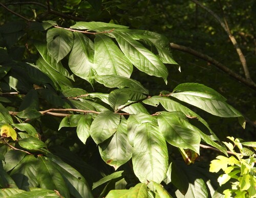 common pawpaw