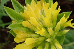 Leobordea corymbosa