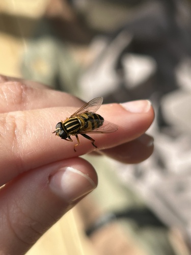 Narrow-headed Marsh Fly