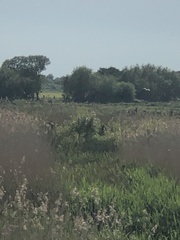 Haematopus ostralegus