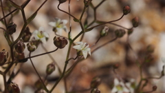 Nemacladus pinnatifidus