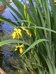 Iris pseudacorus