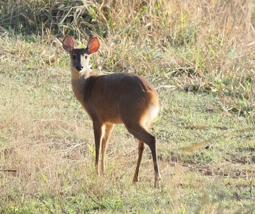 Southern Brown Brocket