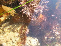 Apostichopus parvimensis