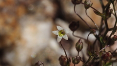 Nemacladus pinnatifidus