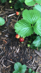 Fragaria × ananassa